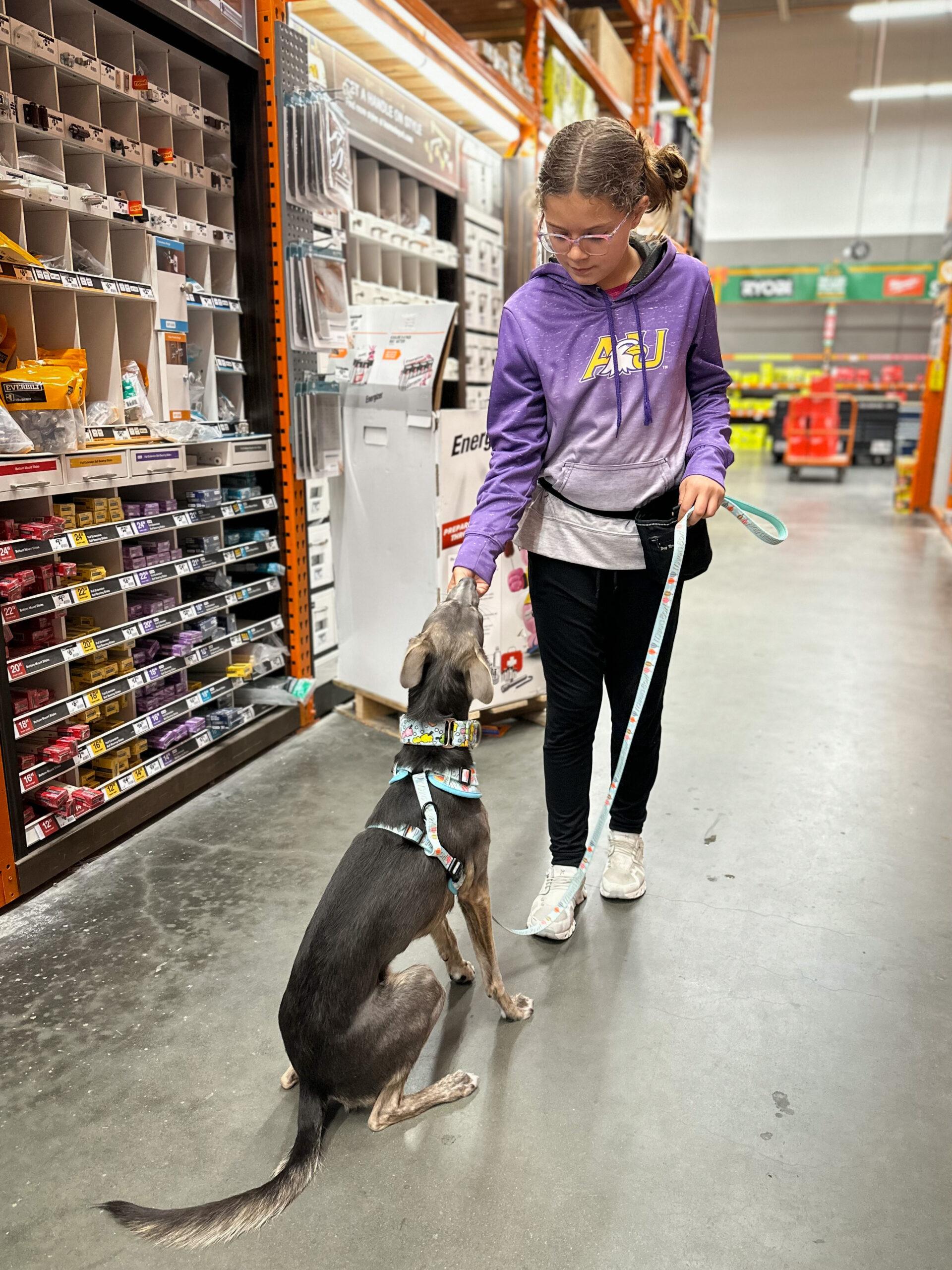 therapy dog socialization