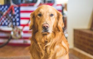 Golden retriever therapy dog at courtroom visit in front of American flag