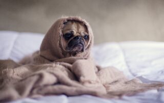 small dog exhibits symptoms of anxiety