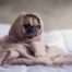 small dog exhibits symptoms of anxiety