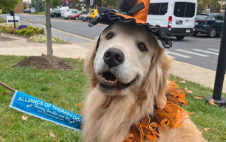 Dog dressed in a witch costume for Halloween