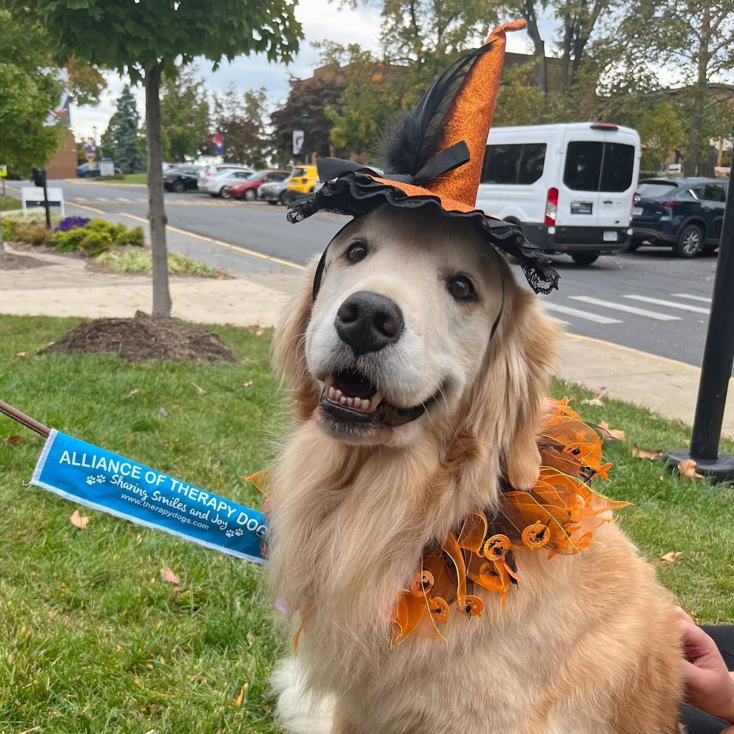 Dog dressed in a witch costume for Halloween