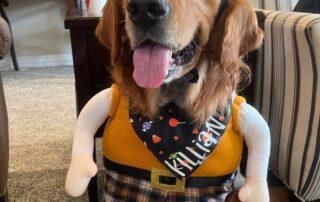 Dog dressed in a Sherlock Holmes costume for Halloween