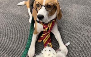 Dog dressed in a Harry Potter costume for Halloween