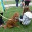 pet therapy dog with teen crouch together at ATD event