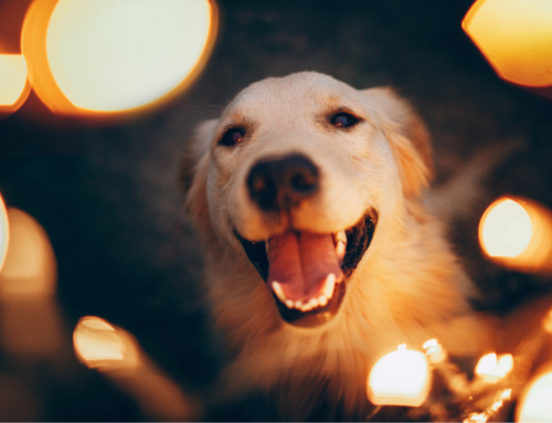 New Year’s Resolutions For Dog Owners