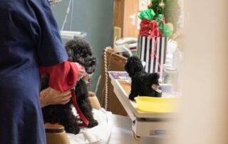 Coulee therapy dogs spread holiday cheer at a hospital facility during Christmas