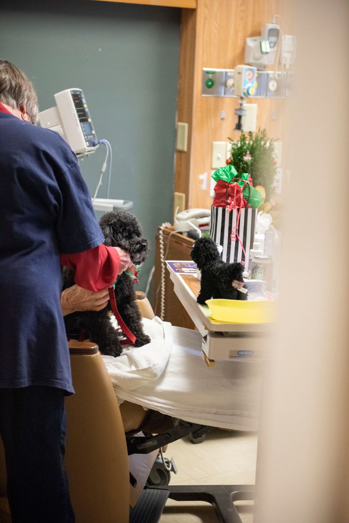Coulee therapy dogs spread holiday cheer at a hospital facility during Christmas