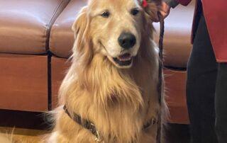 Golden Retriever wears festive antlers