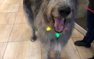 Volunteer therapy dog wearing necklace of Christmas lights