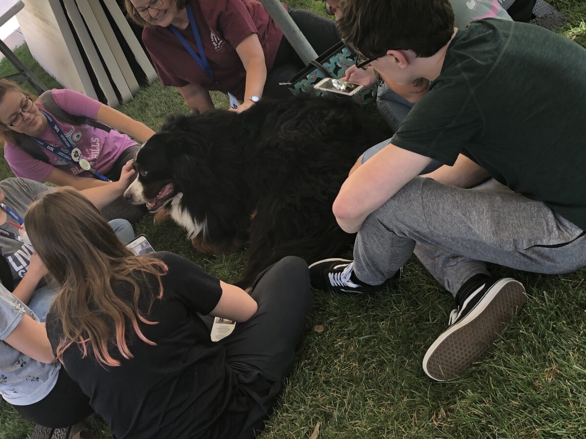 Exam Stress with Therapy Dogs Alliance of Therapy Dogs Inc.