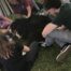 Group of students deal with exam stress by petting a bernese mountain dog.