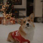 corgi wears sweater