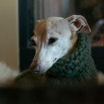 greyhound wears sweater