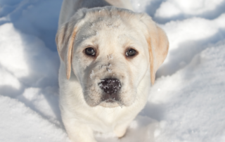 A puppy with snow on their nose looking at the camera.