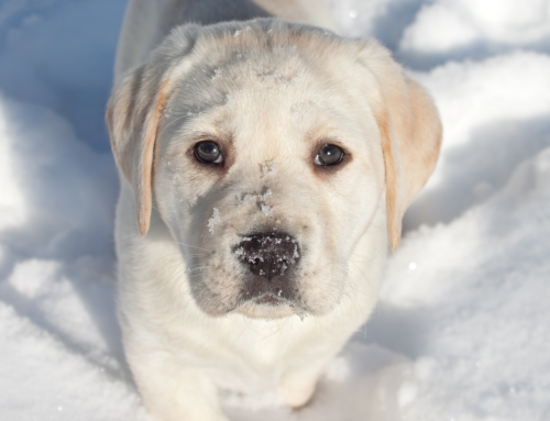 Cold Weather Tips For Dogs