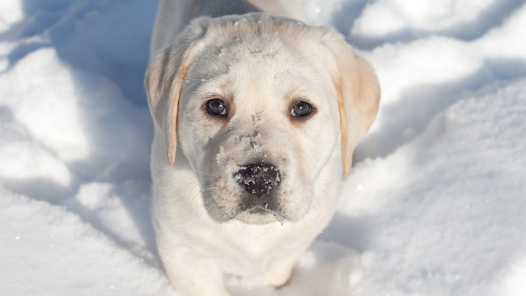 A puppy with snow on their nose looking at the camera.