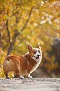 A corgi outdoors.