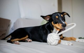 A black and tan dog lying on white textile with a rope toy. Indoor games to play with dog.