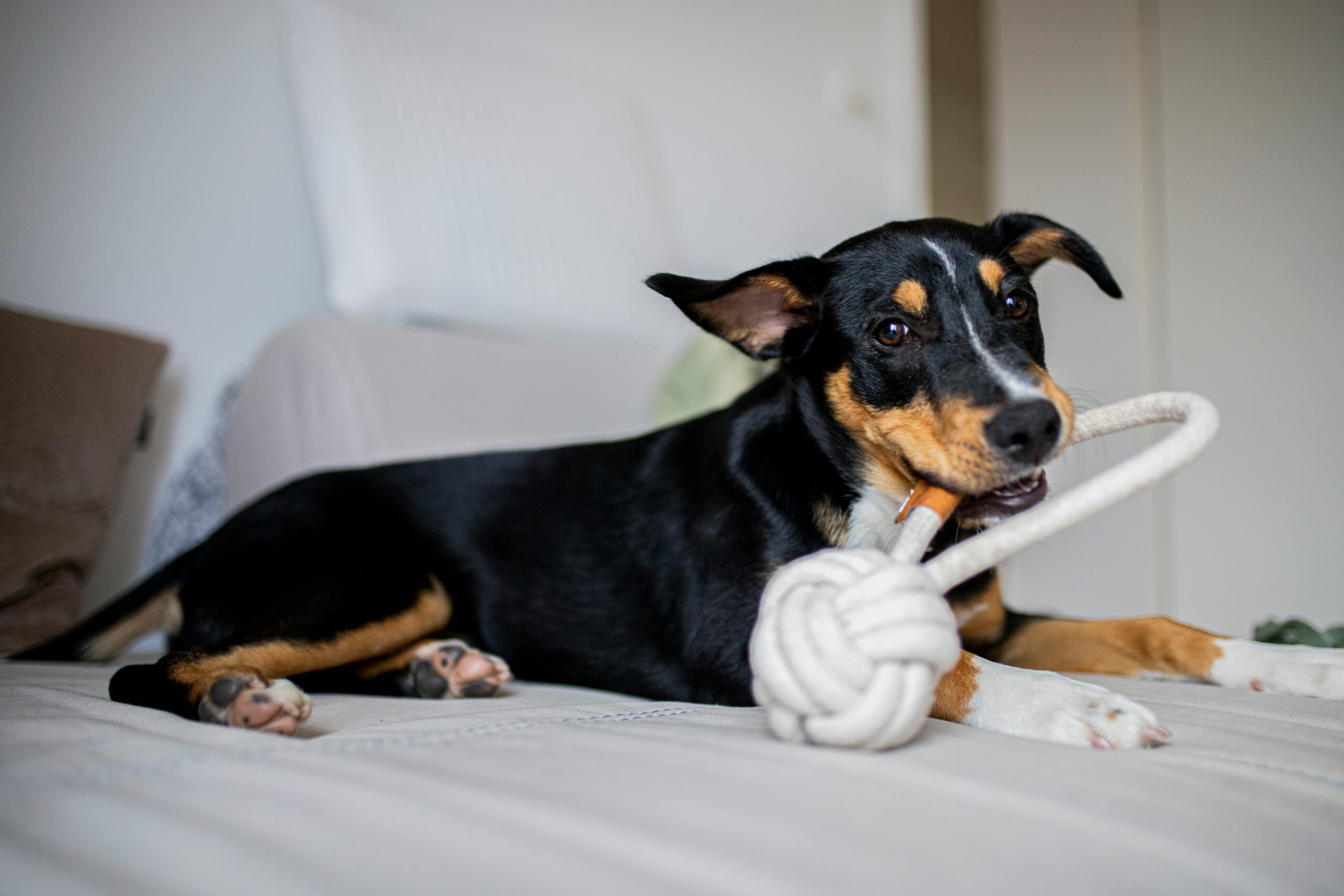 A black and tan dog lying on white textile with a rope toy. Indoor games to play with dog.