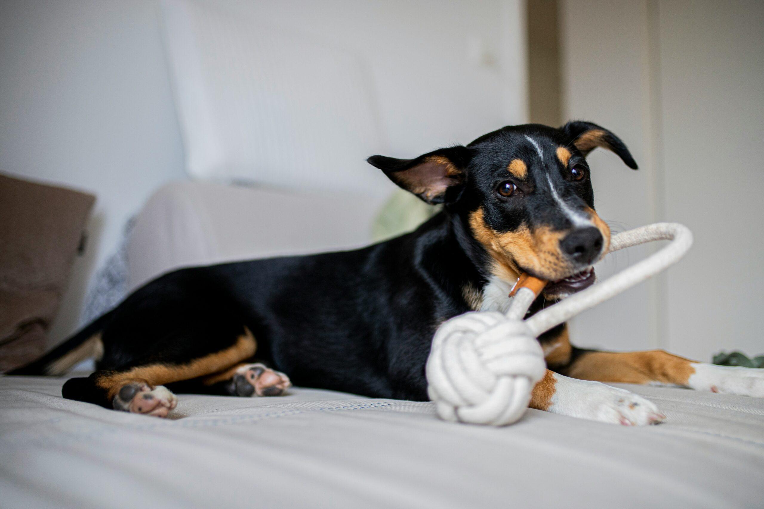 Indoor Games To Play With Your Dog Alliance Of Therapy Dogs Inc 