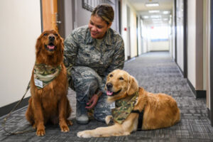 A military personnel pets therapy dogs.