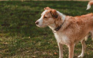A dog outdoors and looking contemplative.
