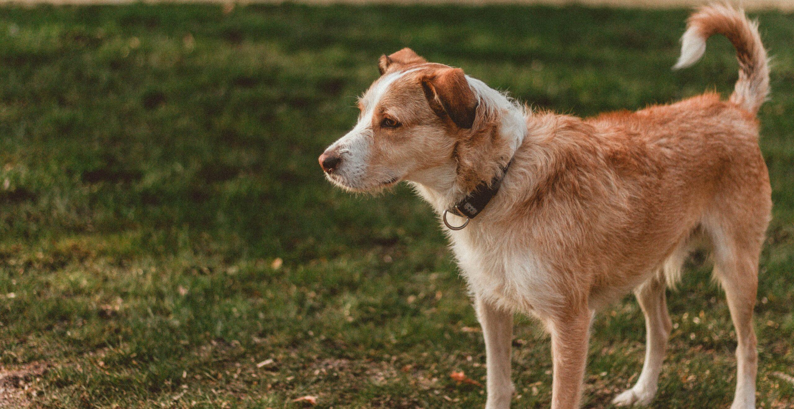 A dog outdoors and looking contemplative.