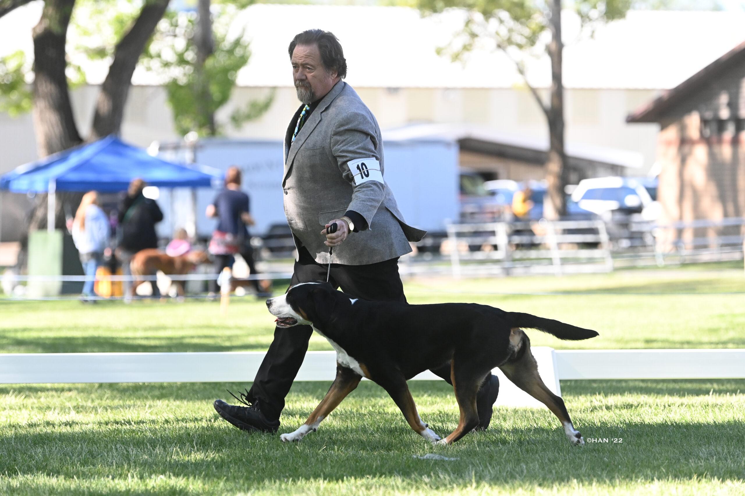 A Greater Swiss Mountain Dog at a Dog Conformation event.