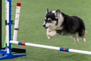 A Pembroke Welsh Corgi jumps over a bar at a Dog Conformation event.