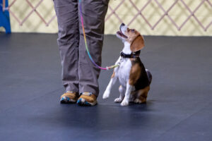 ATD member Laurie Schlossnagle and her beagle, Emme.