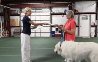 A therapy dog handler team is being tested for their therapy dog certification.