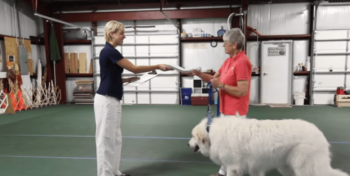 A therapy dog handler team is being tested for their therapy dog certification.