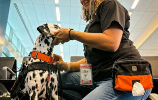ATD board member initiates therapy dog skills training with their Dalmation.