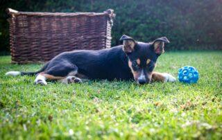 Blue ball in front of a dog lying on the grass.