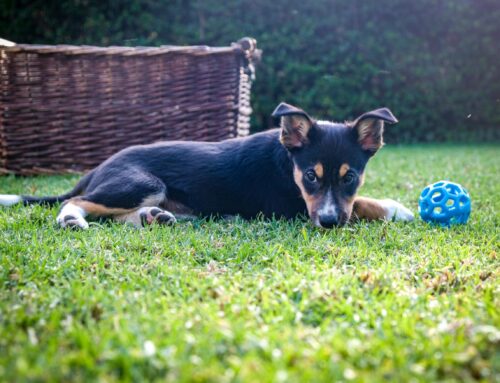 Top Spring Cleaning Tips For A Dog-Friendly Home
