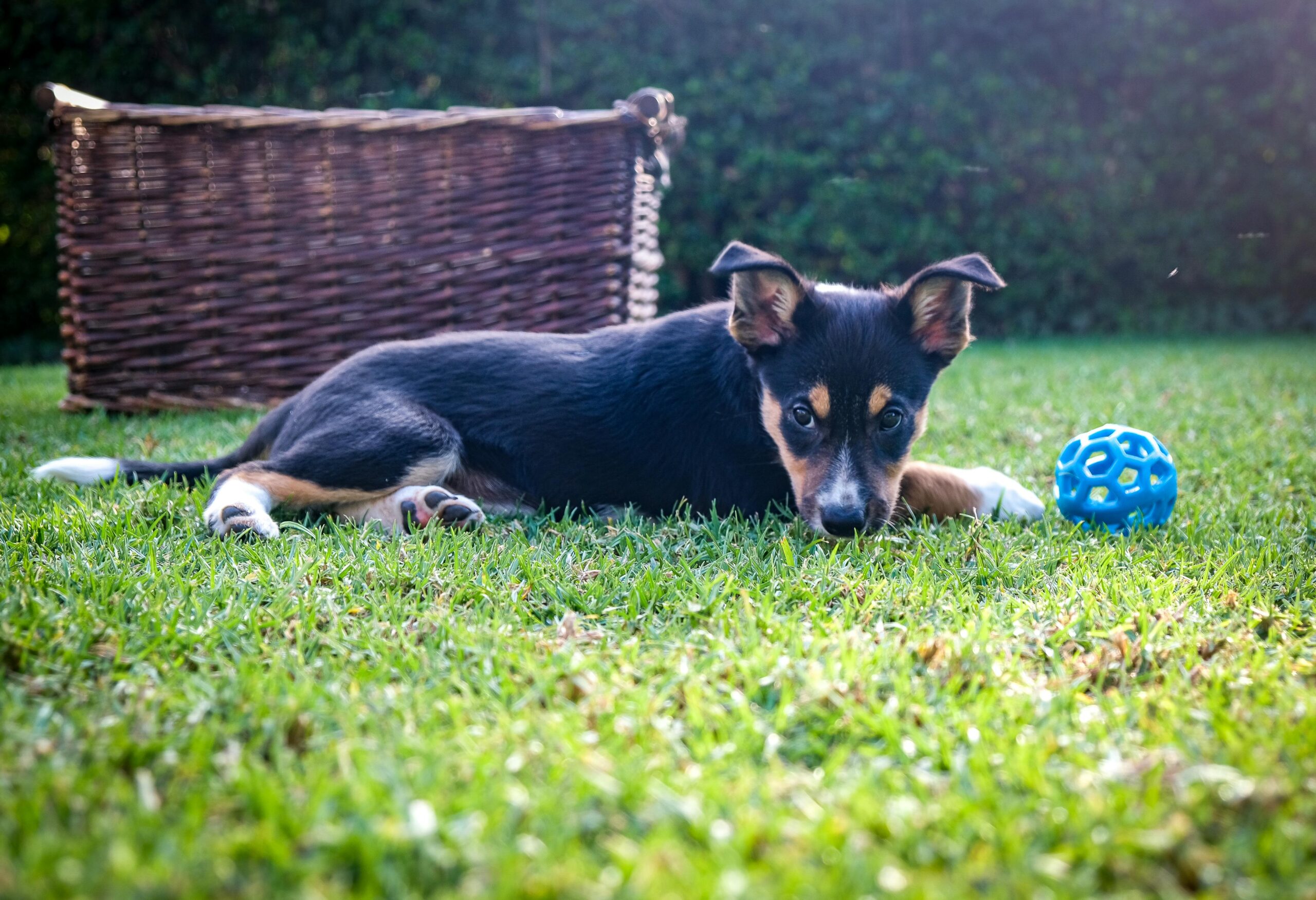 Blue ball in front of a dog lying on the grass.