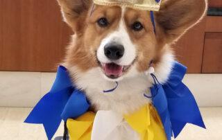 A corgi therapy dog is dressed up as royalty.