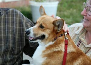 A therapy dog handler lets a person pet their corgi.