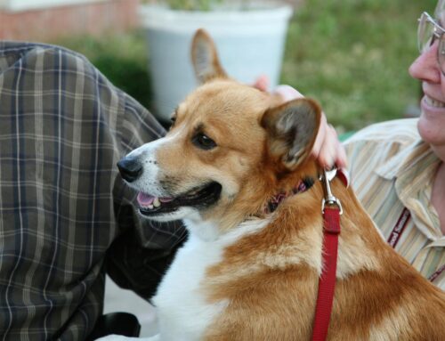 Advocate For Your Dog On Therapy Dog Visits