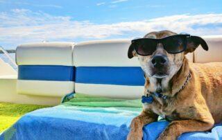 Brown dog jokingly practices dog safety by wearing sunglasses.