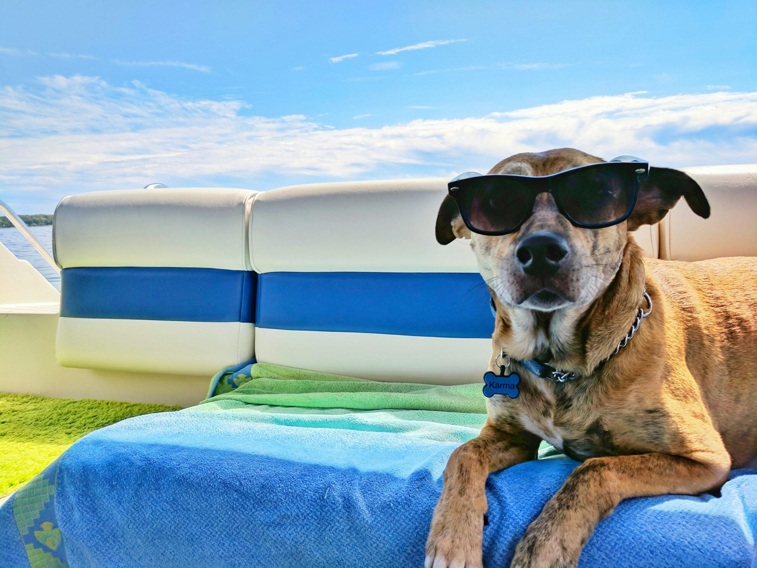Dog wearing sunglasses shop