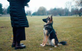 A person wearing a black jacket training their german shepherd outside on the grass.