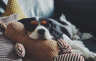 A spaniel sleeping