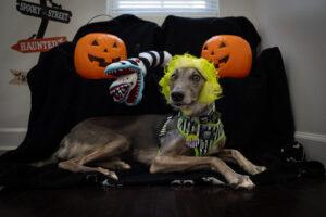 Dog in halloween setting with wig on.