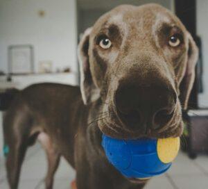 A close up of a rescue dog with a ball in their mouth.