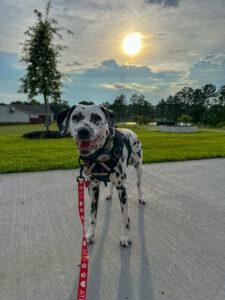 Dalmatian therapy dog in front of green grass clouds and sunshine