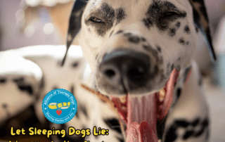 A close up of a Dalmatian yawning.