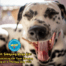 A close up of a Dalmatian yawning.