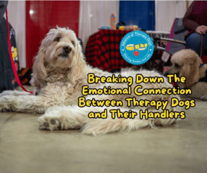 A goldendoodle laying on the ground looking up towards the corner of the camera with the title Breaking Down the Emotional Connection Between Therapy Dogs and Their Handlers